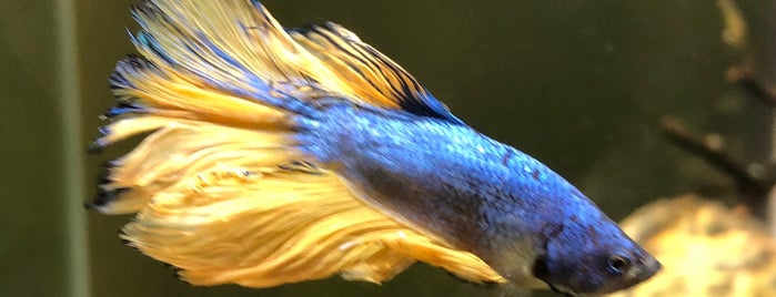 Aquarium World is one of Must-visit Pet Stores in Houston.