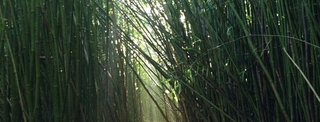 Bamboo Forest is one of Hawaii Things.