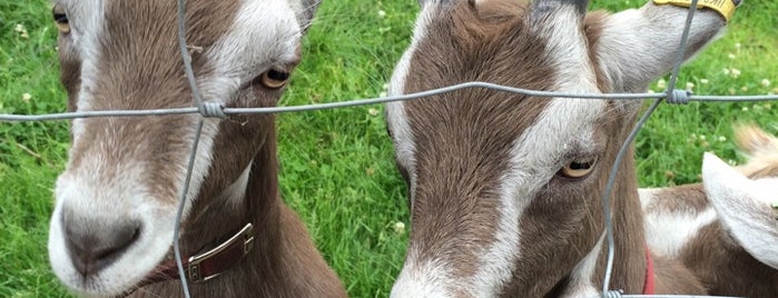 Stepney City Farm is one of 1000 Things To Do in London (pt 1).