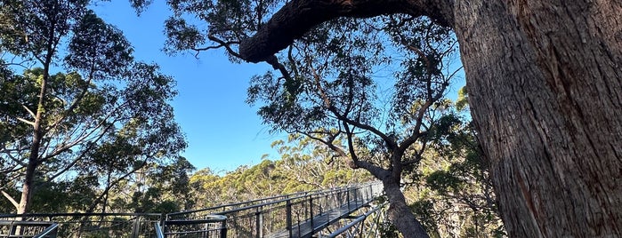 Valley of the Giants Tree Top Walk is one of Out and about in Western Australia.