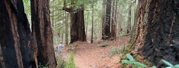 Buzzard's Roost in Big Basin State Park is one of Outdoor stuff.
