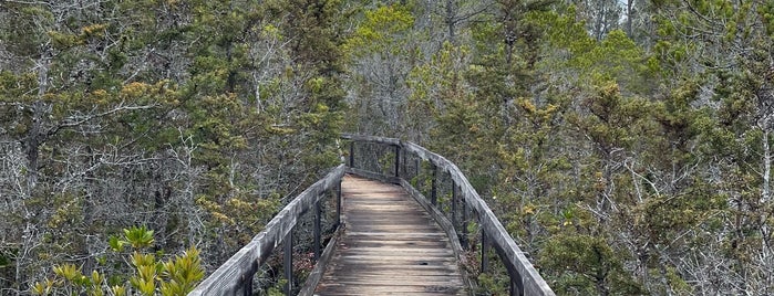 Pygmy Forest Discovery Trail is one of Marin to Mendo.