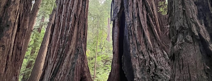 Cathedral Grove is one of Marin.