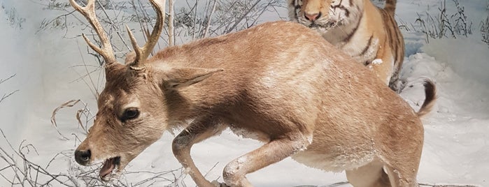 Museo Civico di Storia Naturale is one of Milano for families.