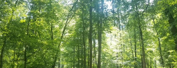 Great Smoky Mountains National Park: Cataloochee is one of Orte, die Jan gefallen.