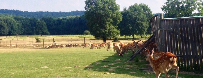 Оленяча Ферма / Deer Farm is one of Куди б ще поїхати.