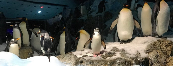 Loro Parque - Planet Penguin is one of Tenerife - Puerto de la Cruz.