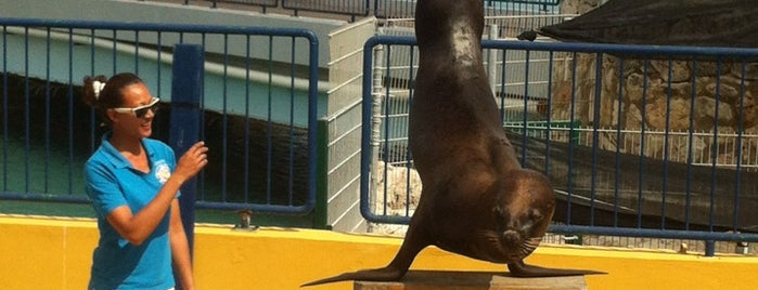 Sea Lion Encounters is one of Petriさんのお気に入りスポット.