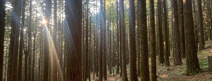 Dog Mountain Trail is one of USA.