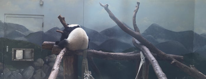 Zoo Atlanta is one of Krisさんのお気に入りスポット.