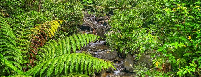 El Yunque National Forest is one of PR.