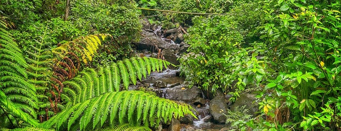 El Yunque National Forest is one of MURICA Road Trip.