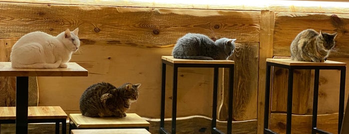 Cat Cafe Lviv is one of Sergeさんのお気に入りスポット.