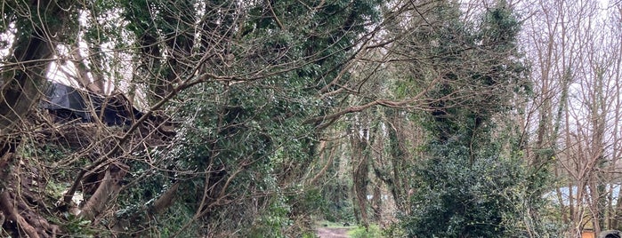 Mount Edgcumbe House & Country Park is one of Cornwall.