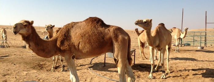 Desert Safari Camp is one of Dubai.