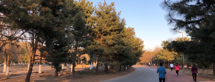 Olympic Forest Park is one of Dhyaniさんの保存済みスポット.
