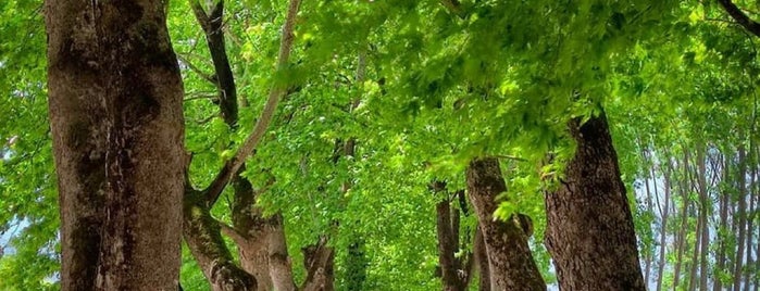 Dudaklı Ağaçlı Yol is one of Görülmesi gereken.