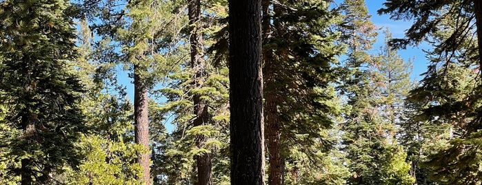Tahoe Tree Top Adventures is one of Tahoe to do list.