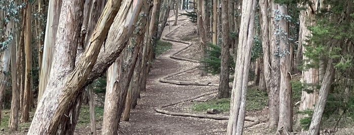 Wood Line by Andy Goldsworthy is one of SF Walks.