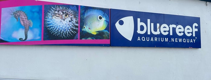 Blue Reef Aquarium is one of The bmibaby Grand Tour Of Newquay.