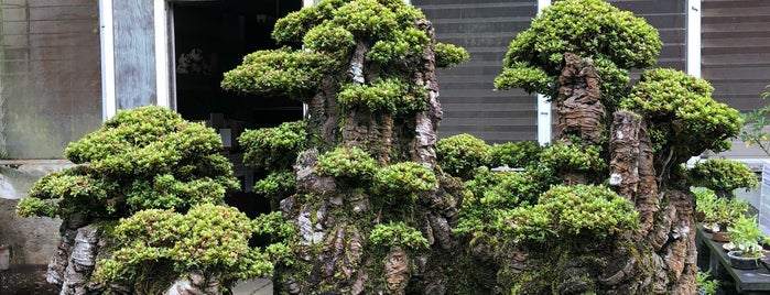 Fuku-Bonsai Center is one of HAWAII.