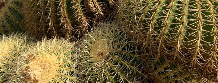 Botanicactus is one of Mallorca.