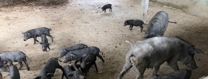 Palisa Farm is one of Hau Hin/ Pranburi/ Sam Roi Yod/ Kulburi.