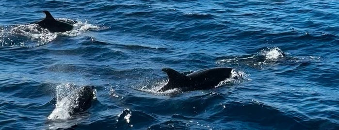 Newport Landing Whale Watching is one of LA.