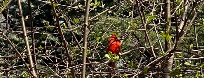 Brezina Woods is one of Forest Preserves.