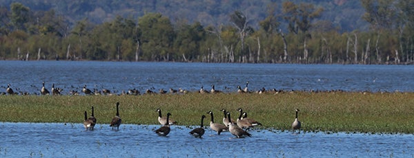 Henderson County Conservation Area is one of Illinois State Parks.