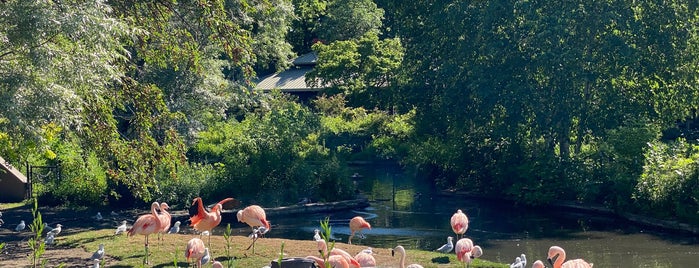 The Flamingo Island is one of The 13 Best Zoos in Chicago.