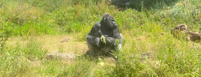 Gorilla Island is one of parks n stoofs.