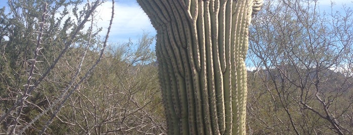 Arizona-Sonora Desert Museum is one of Tempat yang Disukai Julie.