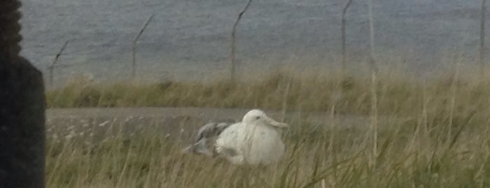 Royal Albatross Colony is one of Tempat yang Disukai Julie.