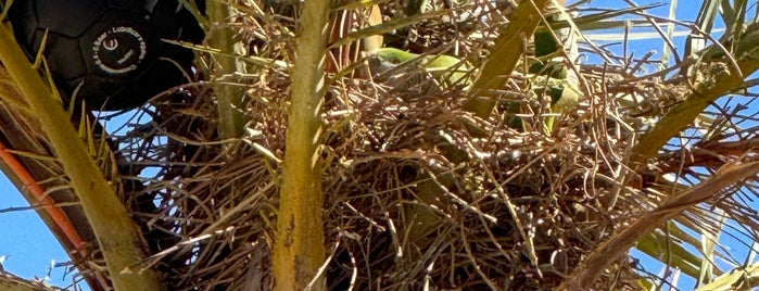 Mujer y pájaro is one of Barcelona.