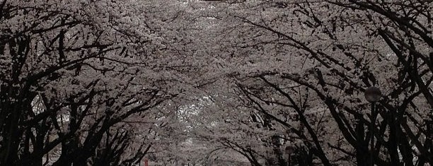 狭山稲荷山公園 is one of Lugares favoritos de Masahiro.