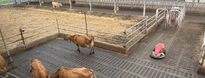 Kaasboerderij Henri Willig is one of Waterland.