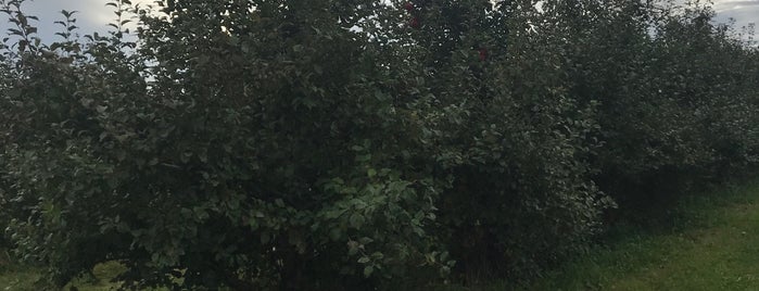 Whistling Well Apple Orchard is one of Glenn : понравившиеся места.