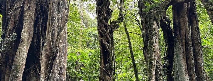 Kebun Raya Eka Karya Bedugul is one of bali for tourist ( attraction, beaches, good food).