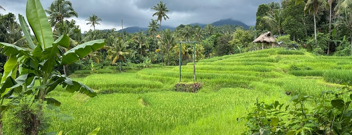 Bali is one of Place3.