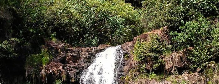 Waimea Valley Waterfall is one of Lieux qui ont plu à Alfa.
