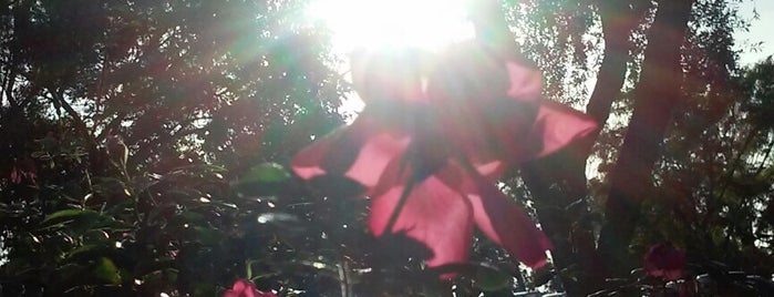Inez Grant Parker Memorial Rose Garden is one of Locais curtidos por Alfa.