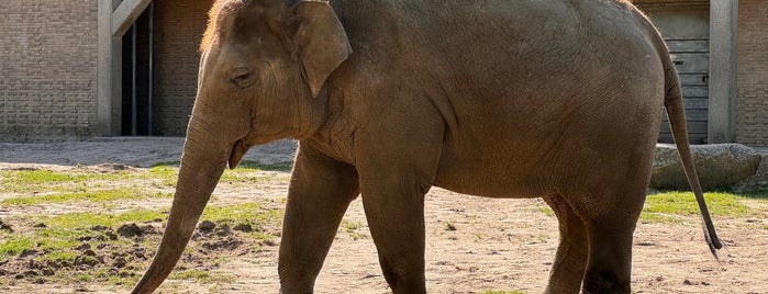 Elefantenhaus is one of Berlin - kids.