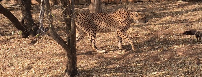 De Wildt - The Ann van Dyk Cheetah Centre is one of SA, Botswana & Zimbabwe 17.