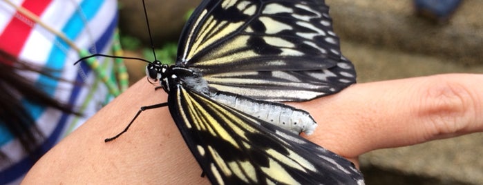Simply Butterflies Conservation Center is one of Jaime'nin Beğendiği Mekanlar.