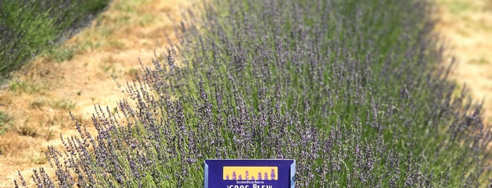 Lavender Fields Forever is one of oregon.