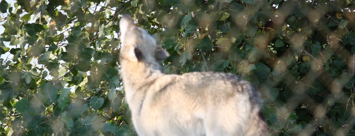 Wolf Park is one of a walk on the wild side.