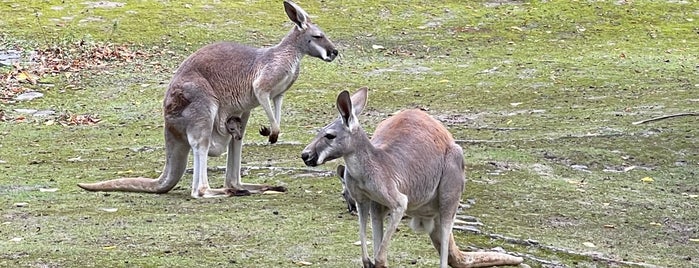 Känguruhs is one of Tempat yang Disukai Sevil.