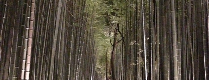 ป่าไผ่คิตะสะงะ is one of Kyoto.