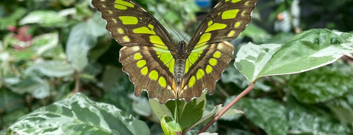 Butterfly Garden is one of Lugares favoritos de Dave.